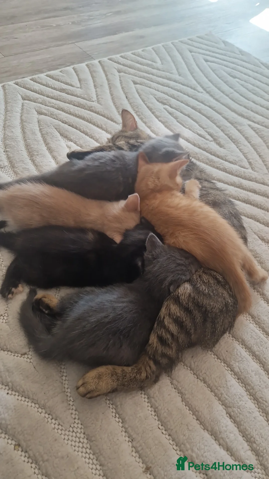 Mixed Breed cats for sale: Kitties - Advert 1