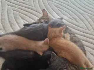 Mixed Breed cats Kitties - Advert 4