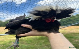 Chickens poultry for sale: Poland Bantams Available  in High Wycombe - Image 7