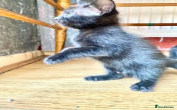 Mixed Breed cats for sale: 4 gorgeous kittens - Image 16