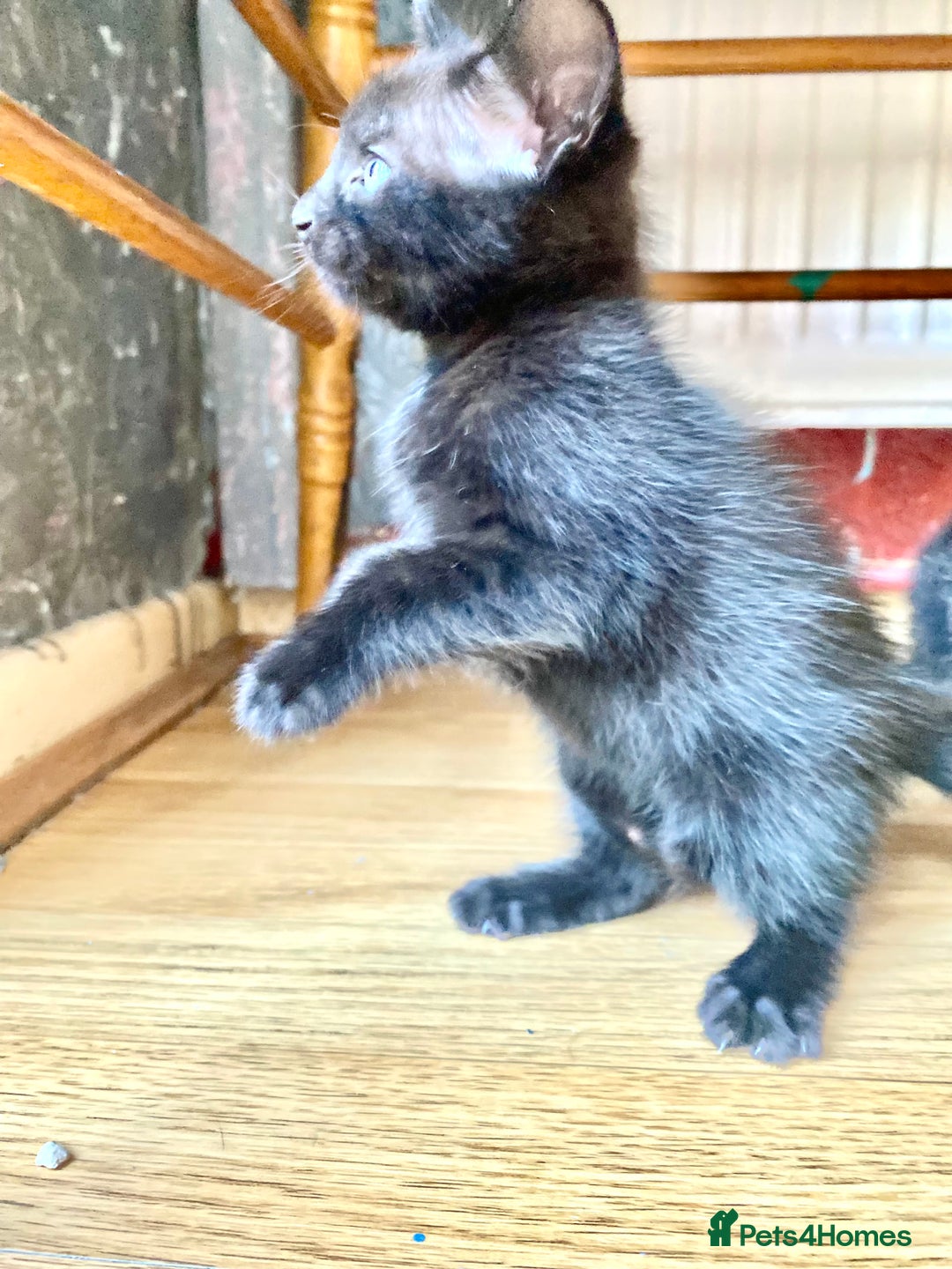 Mixed Breed cats for sale: 4 gorgeous kittens - Image 16