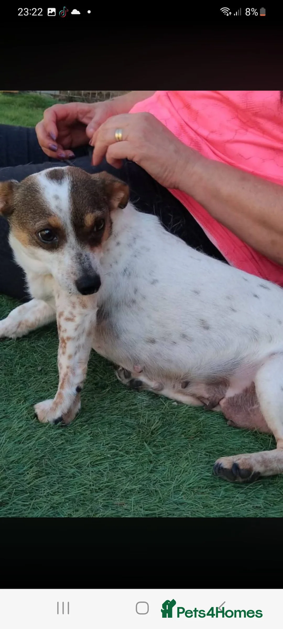 Mixed Breed dogs for adoption: Daisy 6kg  in Nottingham - Advert 2