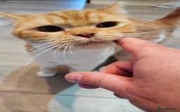 British Shorthair cats for sale: ginger female British short hair ❤️❤️ - Image 9