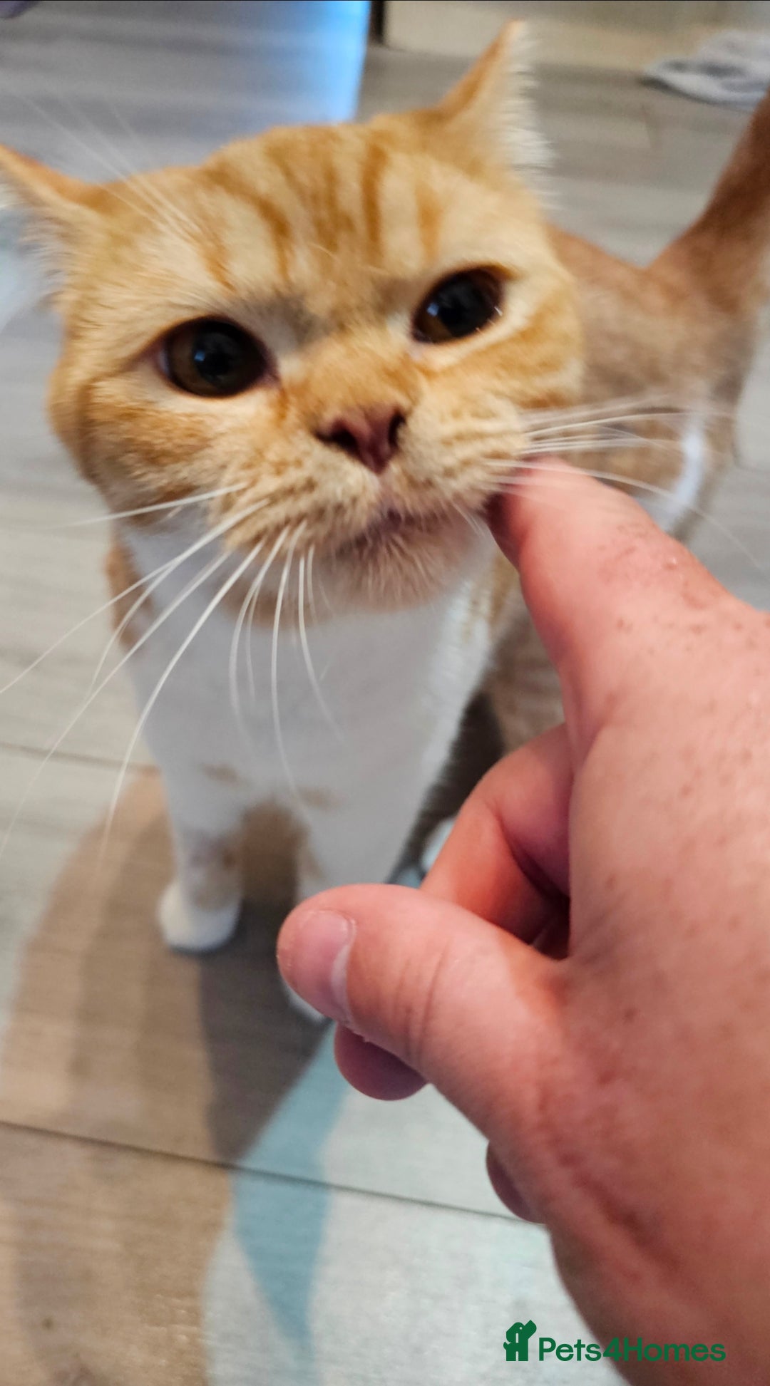 British Shorthair cats for sale: ginger female British short hair ❤️❤️ - Image 9