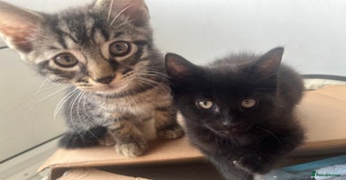 Mixed Breed cats in Waltham Cross - Advert 5