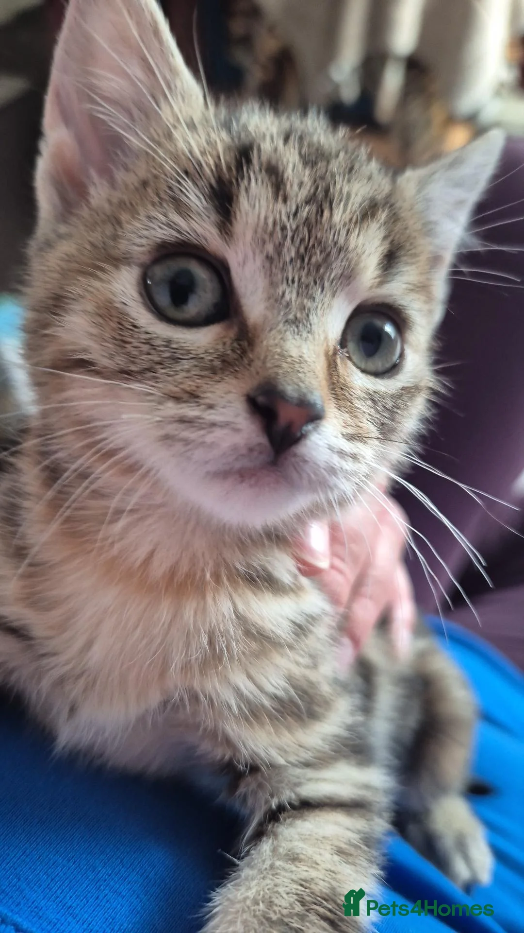 Mixed Breed cats for sale: Last Little Kitten Looking for His Forever Home  - Advert 15