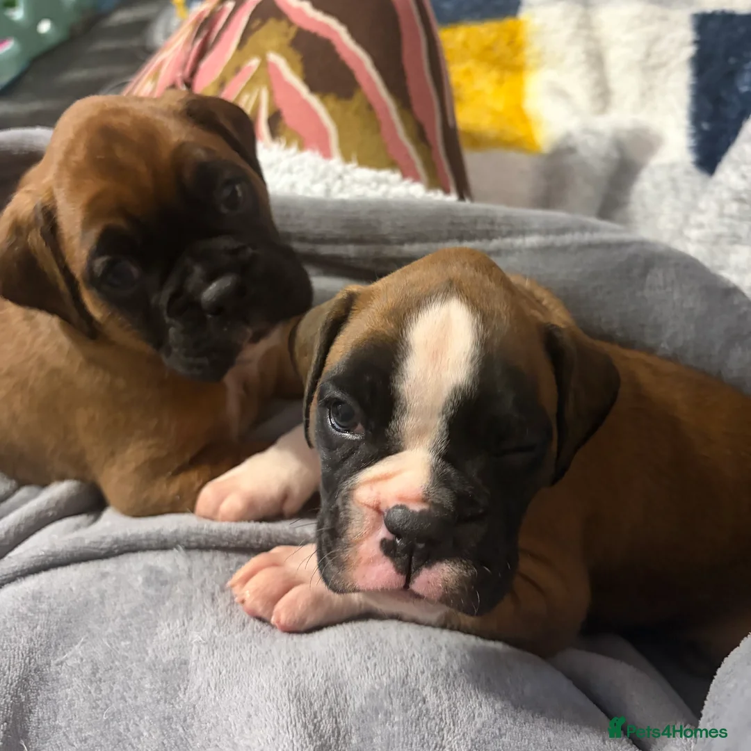 Boxer dogs for sale: Beautiful Boxer Puppies - Advert 23