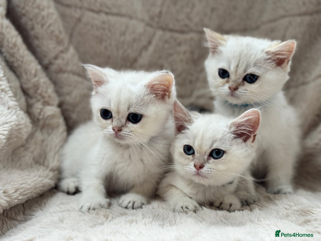 British Shorthair cats for sale: Champion sired Golden Colourpoint Kittens  - Image 14