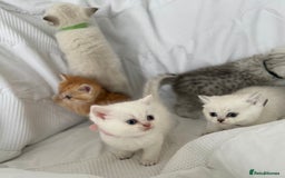 British Shorthair cats for sale: Stunning silver tipped GCCF kitten - Image 7