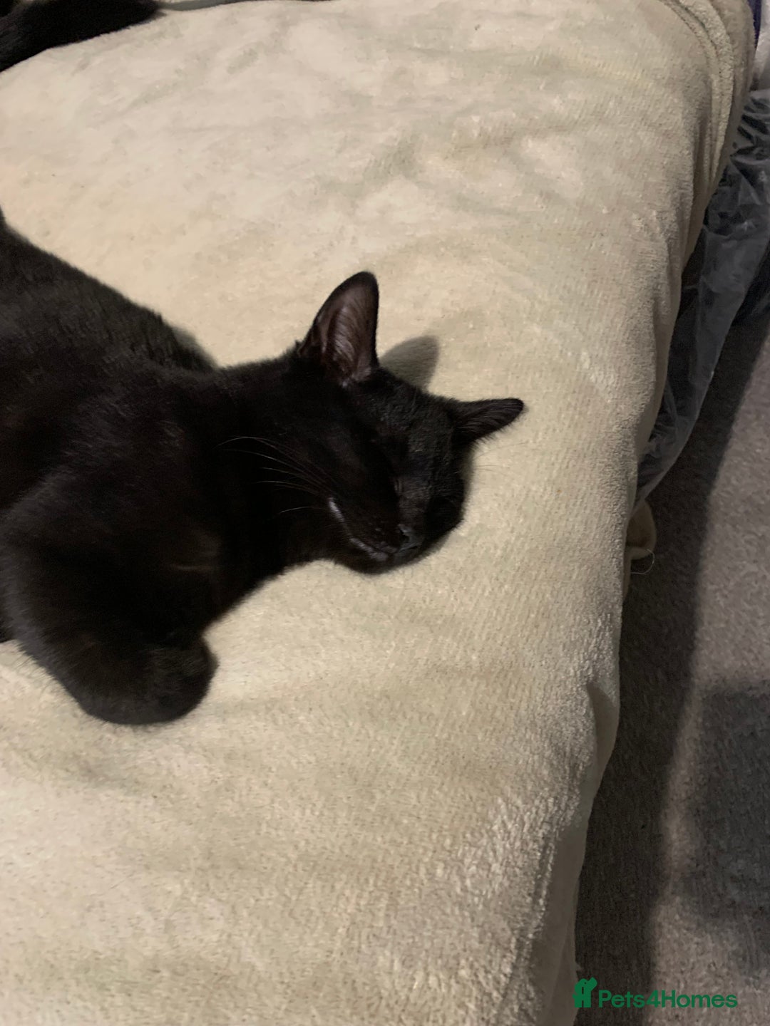 Mixed Breed cats for sale: FREE OF CHARGE - Advert 4