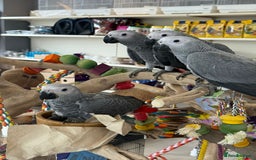 Parrots birds for sale: African greys  - Image 3