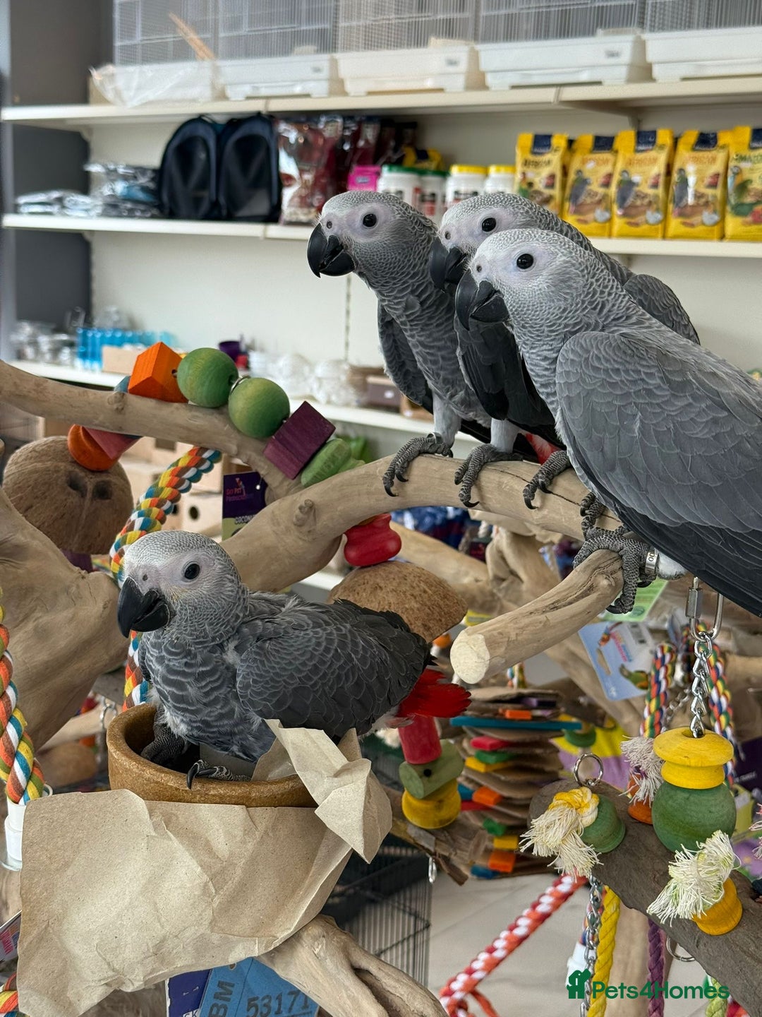 Parrots birds for sale: African greys  - Image 3