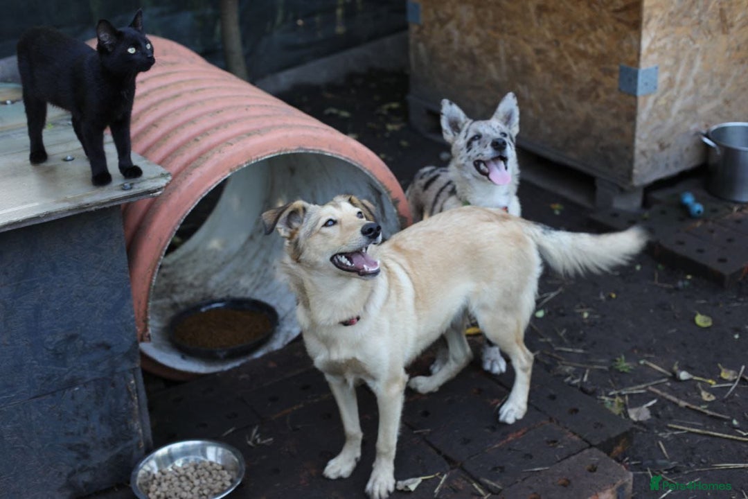 Mixed Breed dogs for adoption: 💙🐶 NICK AND MAILY 🐶💖 - Image 27