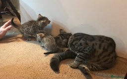 Mixed Breed cats for sale: Beautiful Fluffy Tabby Siblings for sale - Image 13