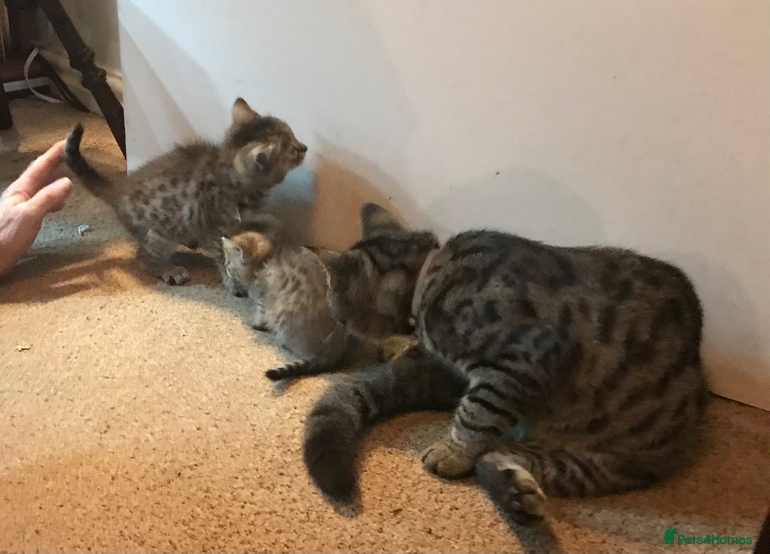 Mixed Breed cats for sale: Beautiful Fluffy Tabby Siblings for sale - Image 13