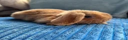 Mini Lop rabbits for sale: 🦋Pure Breed Mini plush lop 🦋 in Halstead - Advert 19