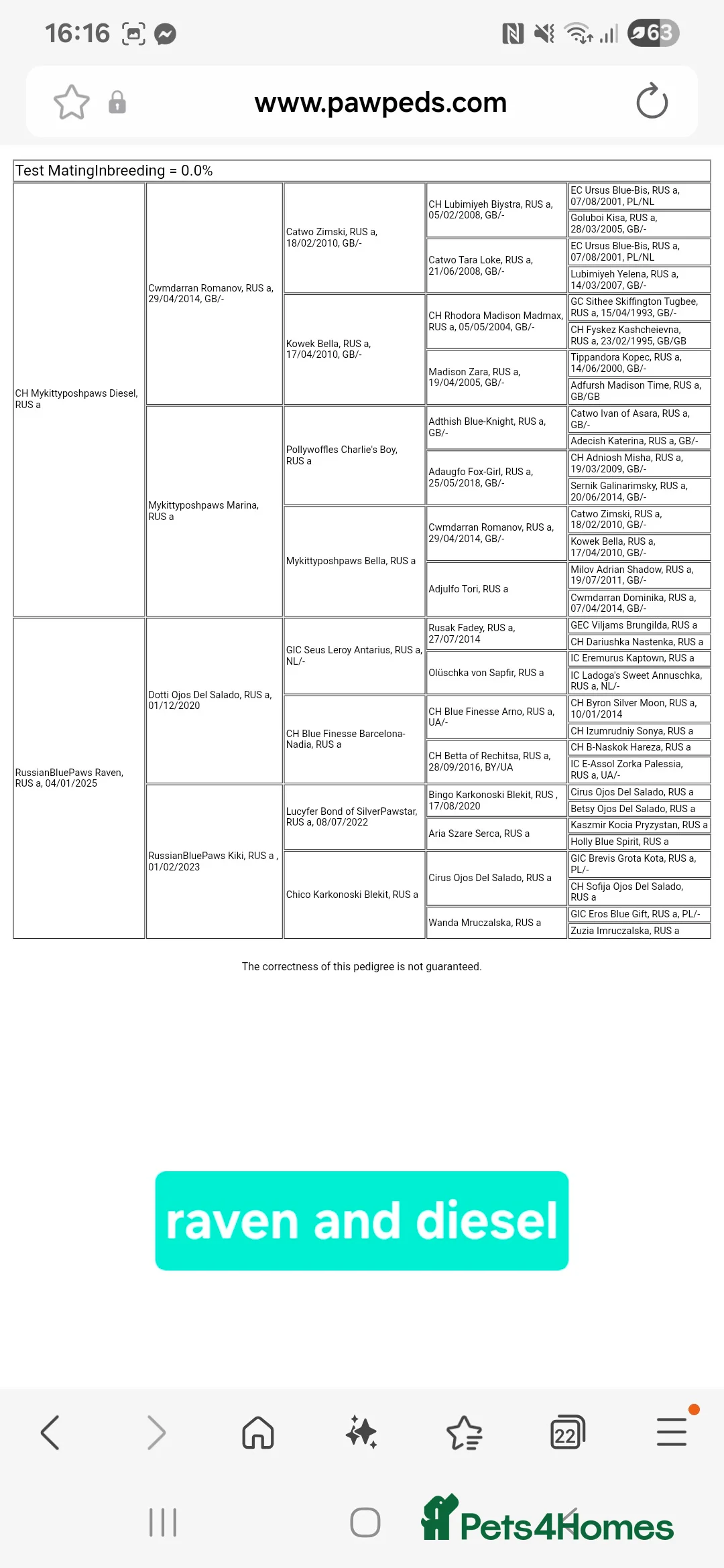 Russian Blue cats for sale: Champion Sired Registered Russian Blue Kittens - Advert 2