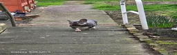 French Bulldog dogs for sale: French Bulldog in Gravesend - Advert 3
