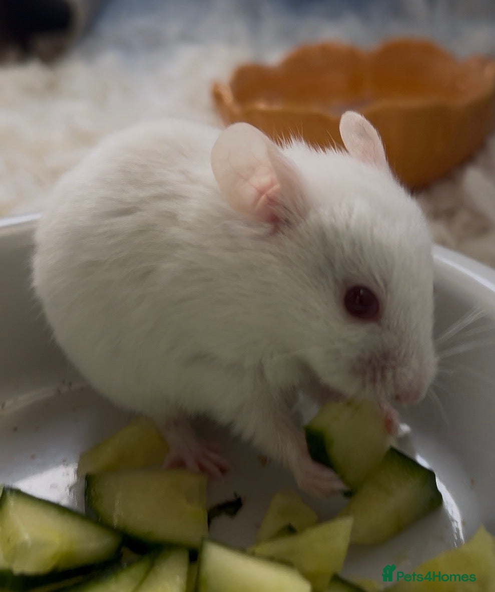 Hamster rodents Syrian baby hamsters for sale - Advert 18