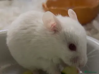 Hamster rodents Syrian baby hamsters for sale - Advert 18