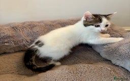 Mixed Breed cats for sale: White and tabby/white and black kittens - Image 9
