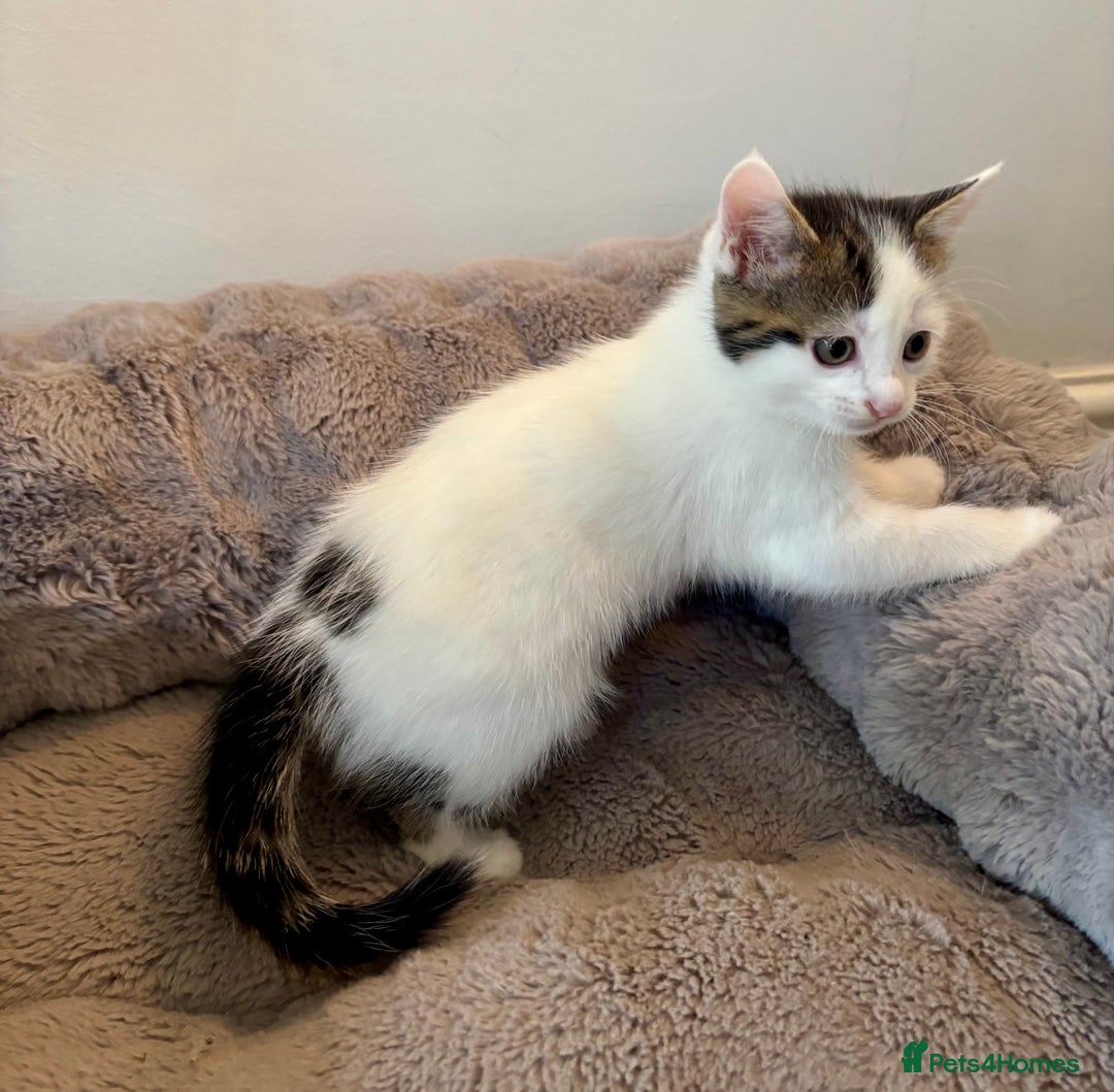 Mixed Breed cats for sale: White and tabby/white and black kittens - Image 9