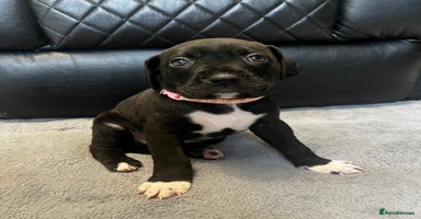 Mixed Breed dogs Mastiff X Cane Corso Puppies - Advert 8