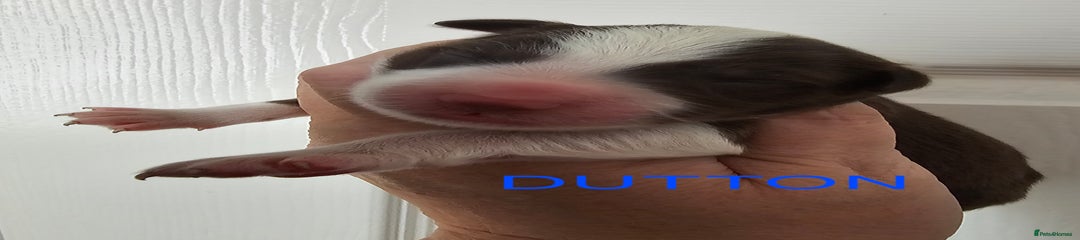 Dutton