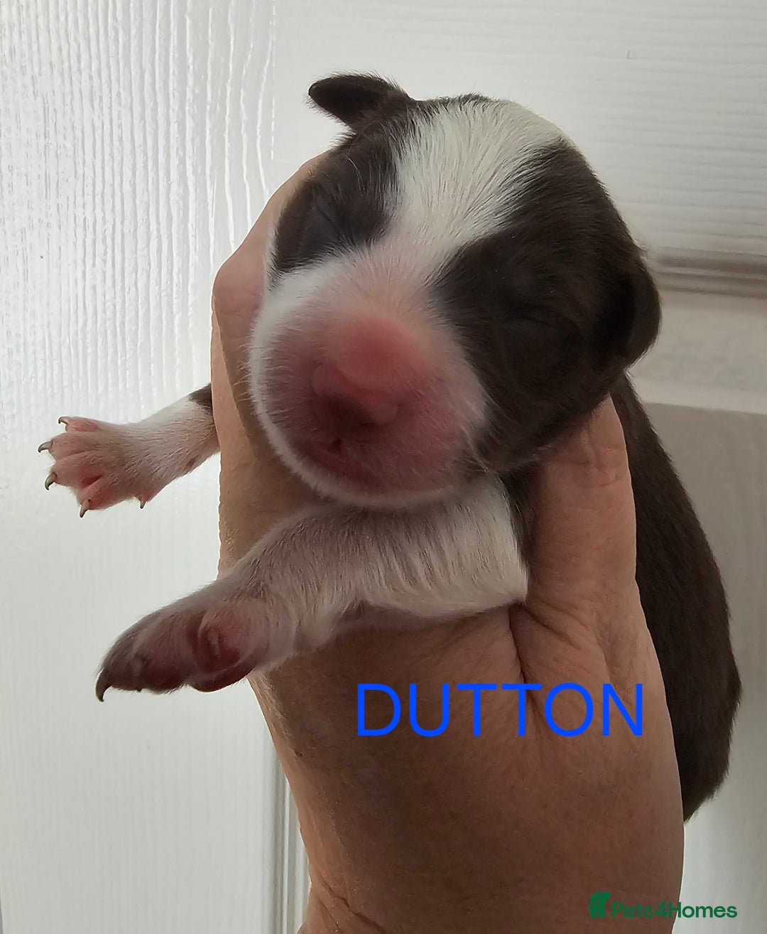 Border Collie dogs for sale: Border collie puppies  - Image 8