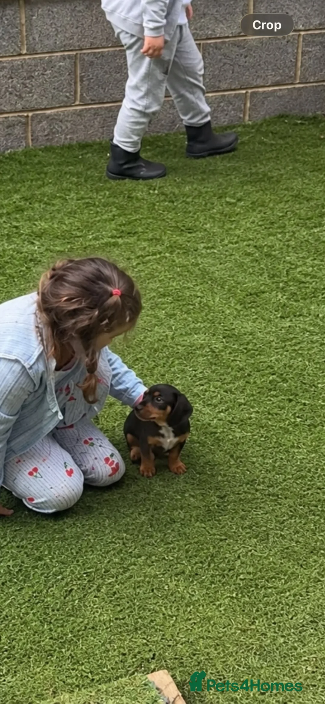 Dachshund dogs for sale: Dachshund puppy 12 weeks old  in Camberley - Advert 6