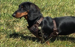 Dachshund dogs for sale: Ruby  - Image 10