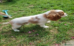 Cavalier King Charles Spaniel dogs for sale: Beautiful Blenheim puppies  - Image 15
