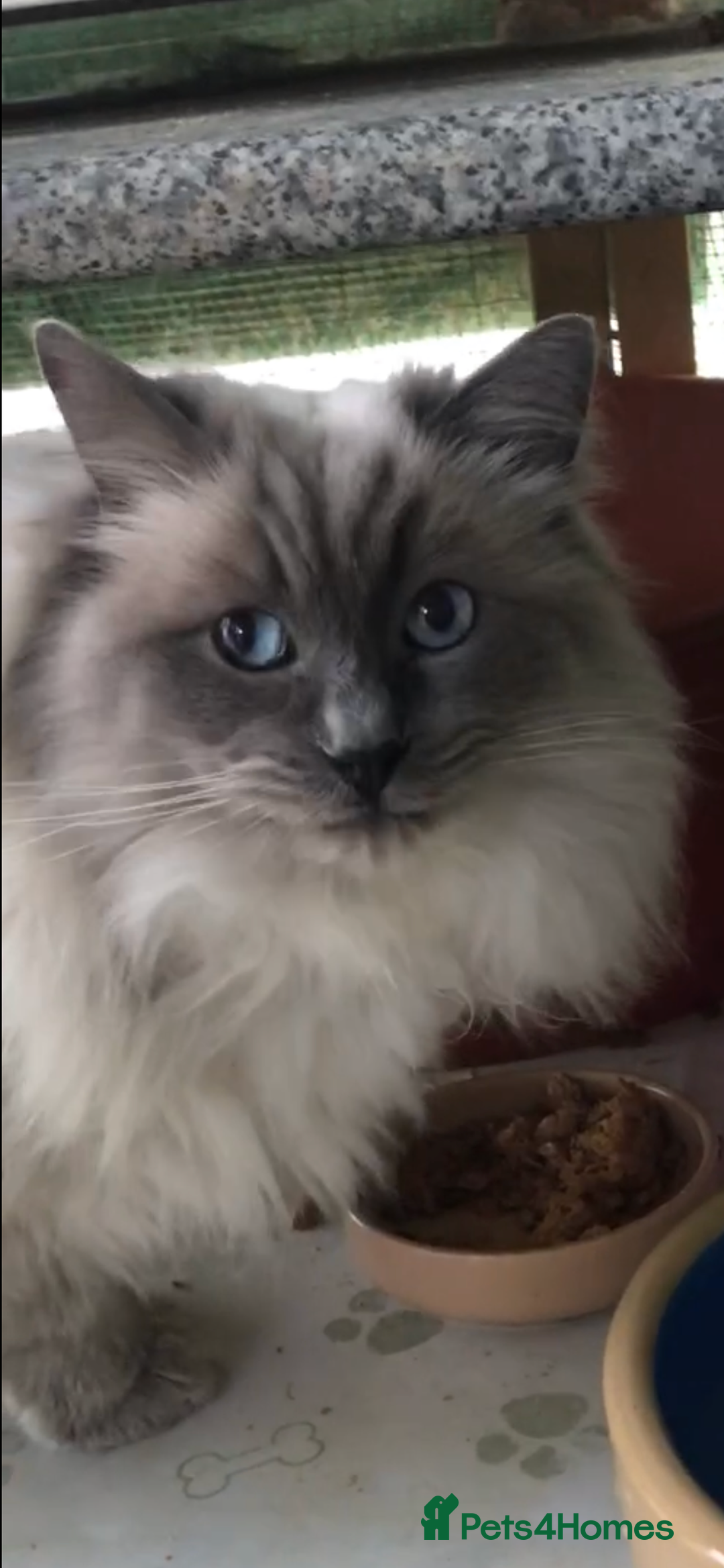 Ragdoll cats for stud: Stunning Blue Colourpoint Active GCCF Registered in Bridgwater - Advert 4