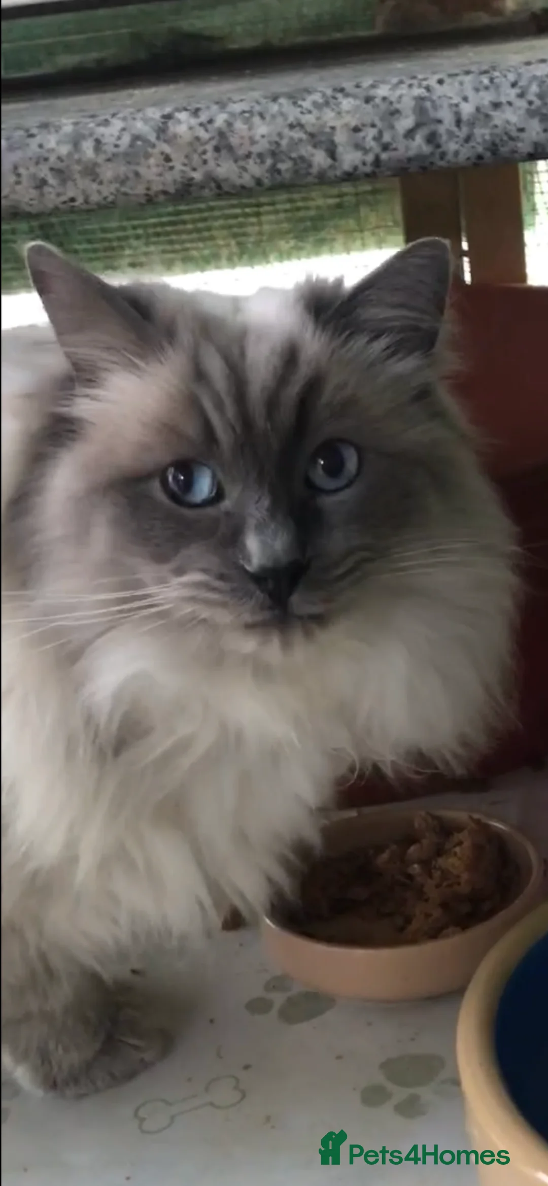 Ragdoll cats for stud: Stunning Blue Colourpoint Active GCCF Registered in Bridgwater - Advert 4