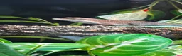 Anole reptiles for sale: 3x Green anoles for sale (1x m, 2x f) in Leighton Buzzard - Advert 1