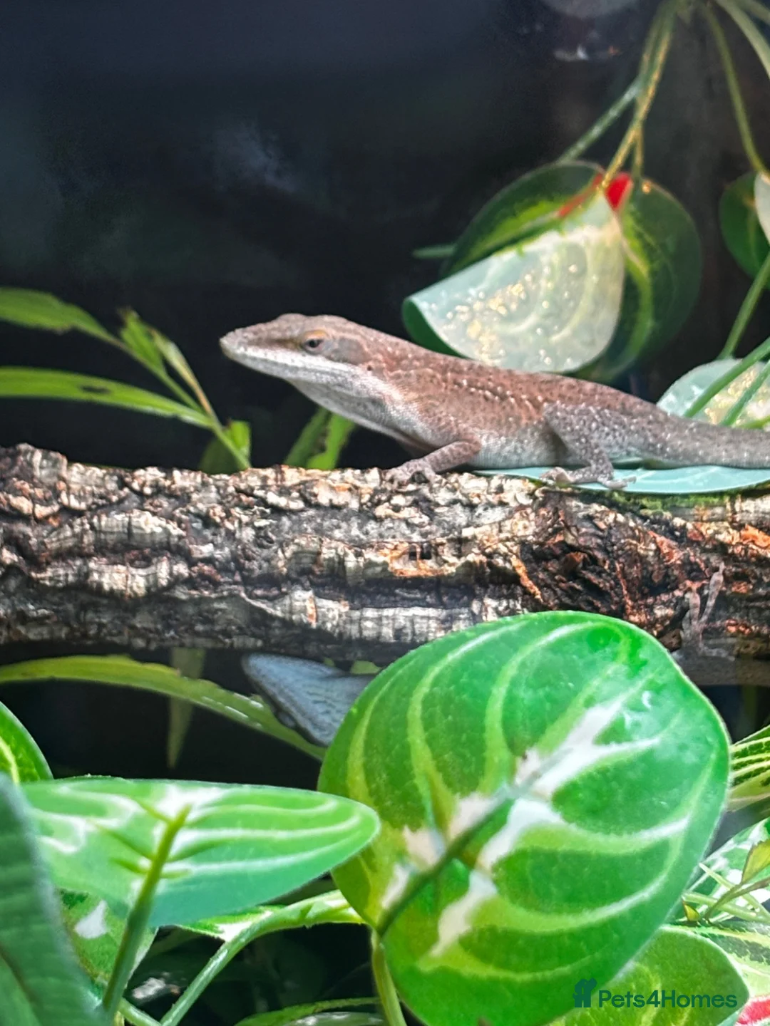 Anole reptiles for sale: 3x Green anoles for sale (1x m, 2x f) in Leighton Buzzard - Advert 1