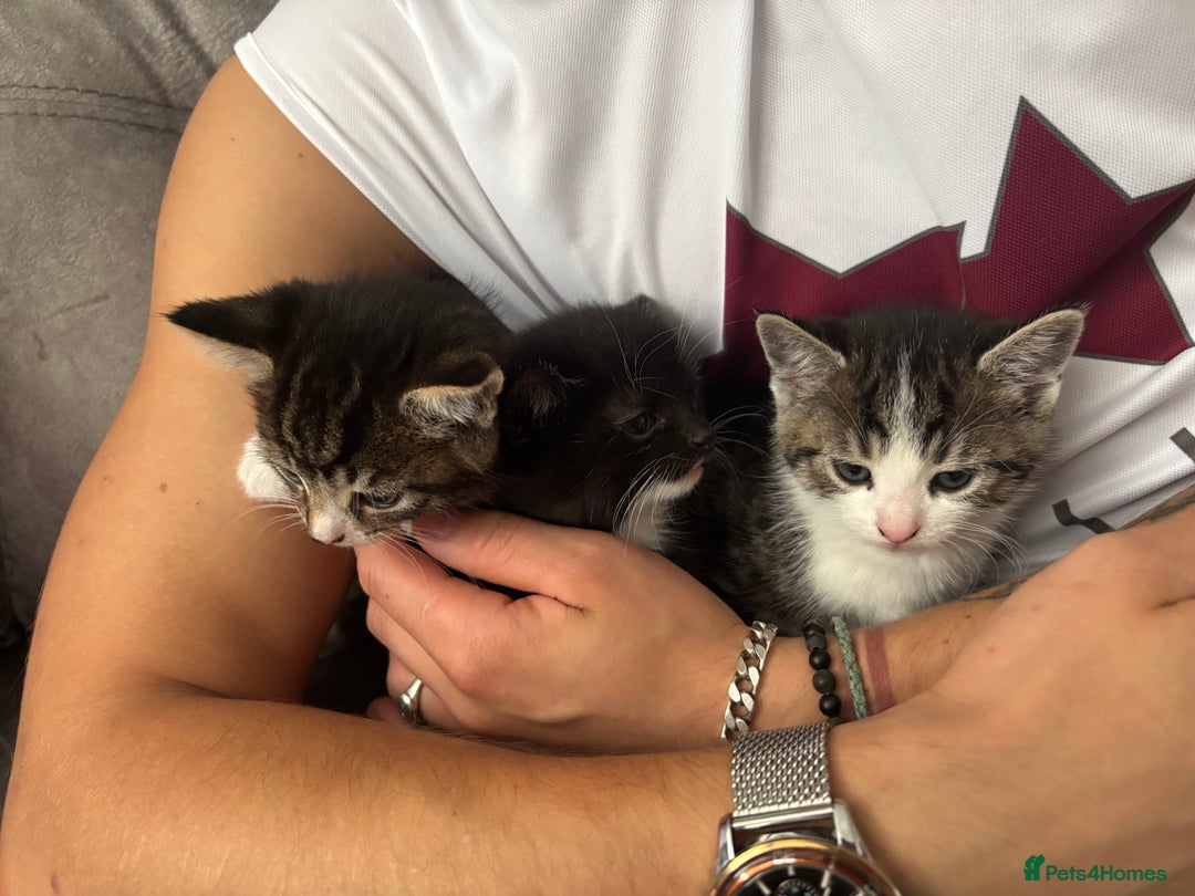 Mixed Breed cats for sale: 3 little kittens - Image 2