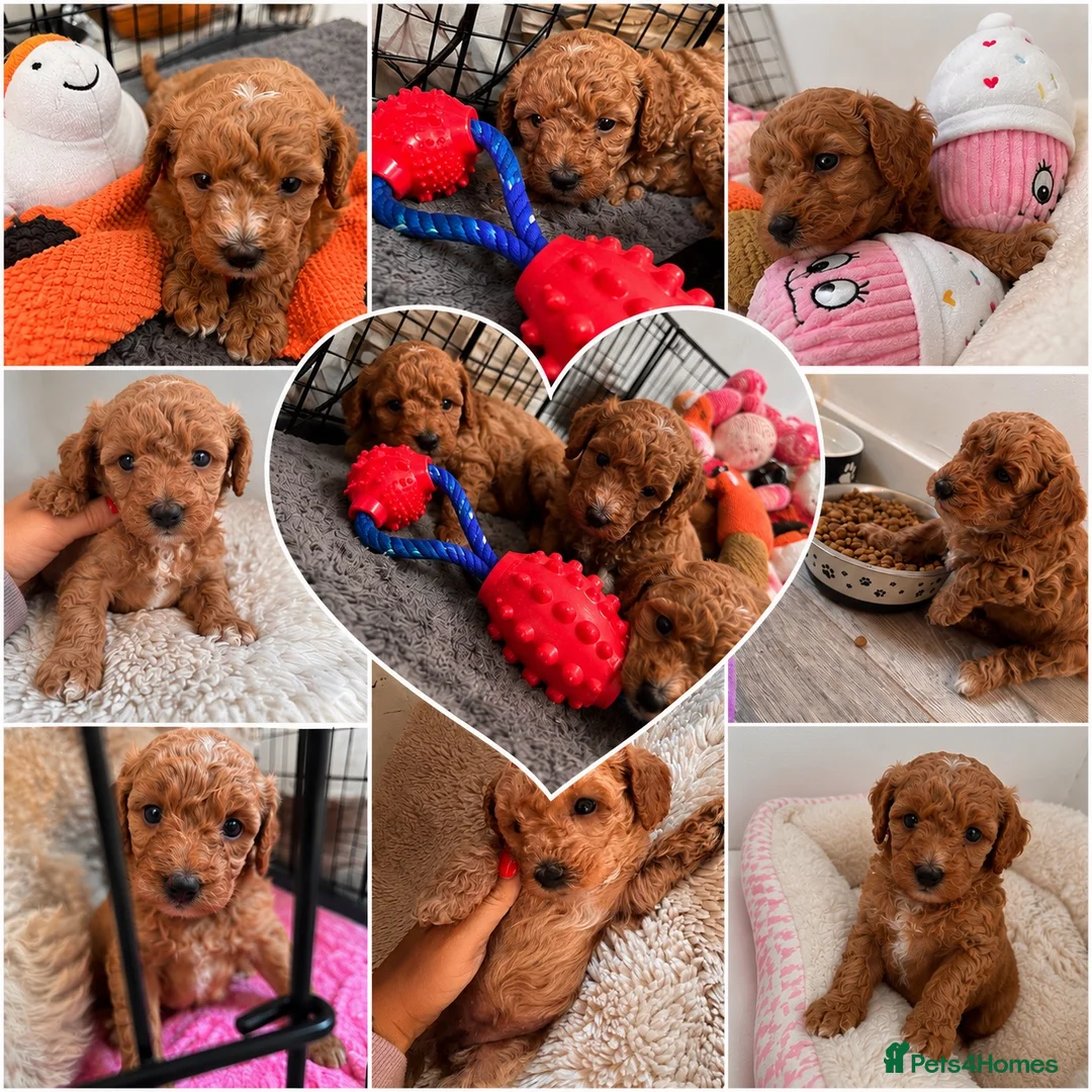 Cavapoochon dogs for sale: Miniature Cavapoochon Puppies for Sale - Advert 2