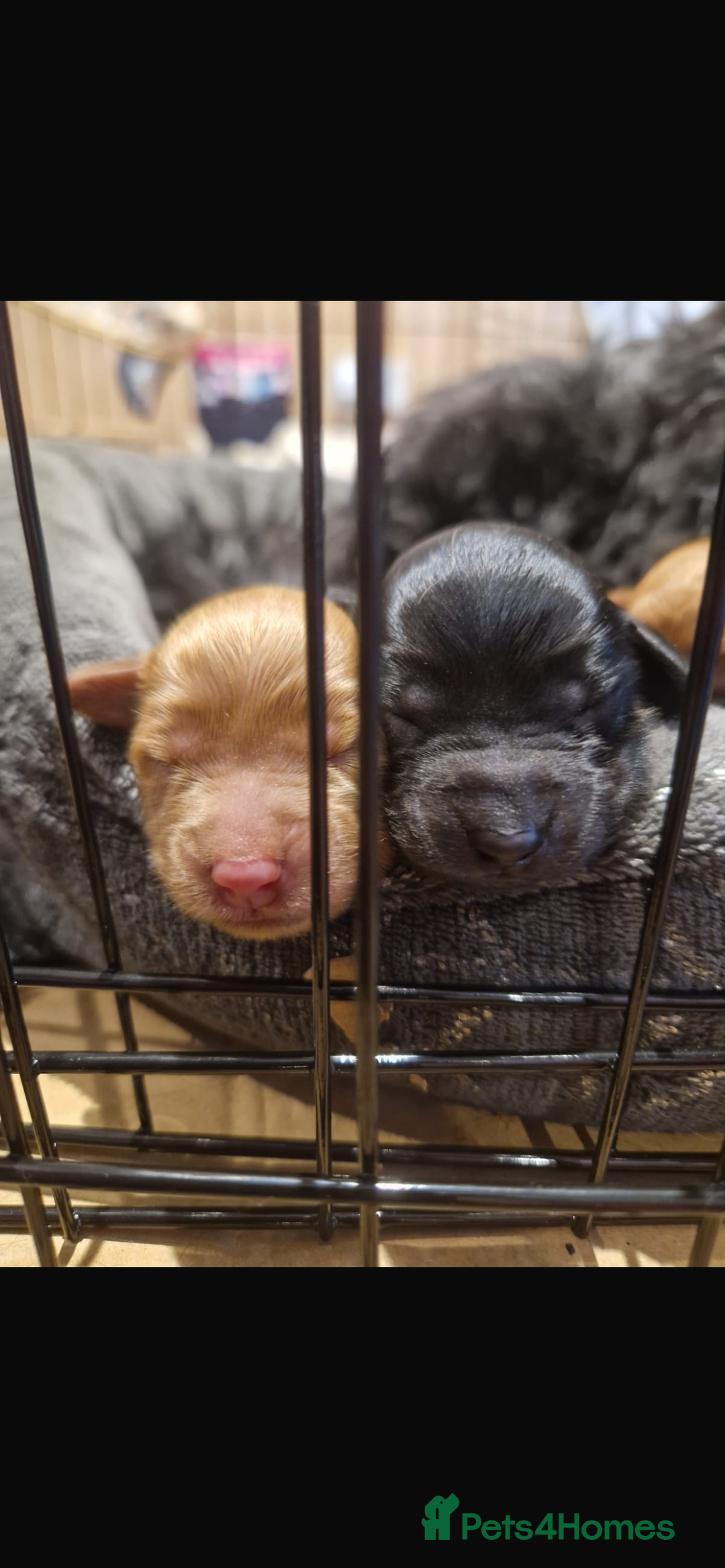 Cockapoo dogs for sale: F2b Cockapoo Puppies for sale - Image 4