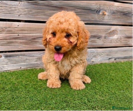 Cockapoo dogs Adorable F1 Cockapoo pups ♥️🐕🐾 - Advert 2