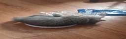 British Shorthair cats for sale: Pedigree british shorthair kitten - Advert 14