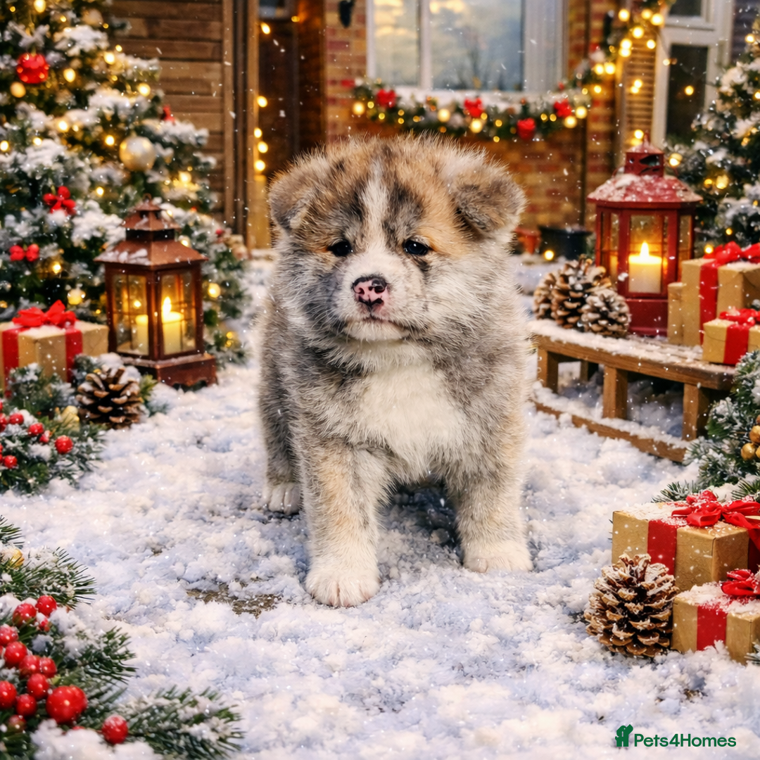 Japanese Akita Inu dogs for sale: Jepanese Akita Inu KC registered - Advert 12