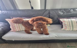 Miniature Poodle dogs for stud: Marley - KC Reg Red Miniature Poodle ready to stud - Image 8
