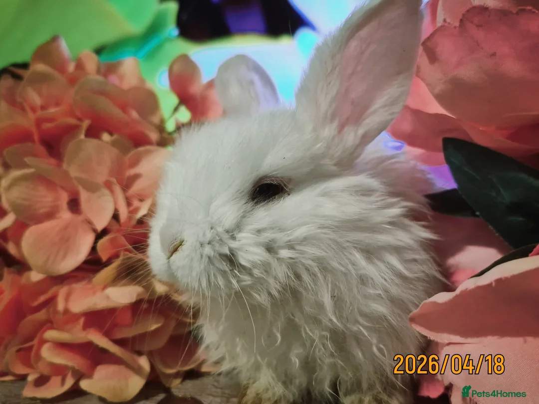 Mixed Breed rabbits for sale: Cute Playful Baby Rabbits – £60 Each - Advert 6