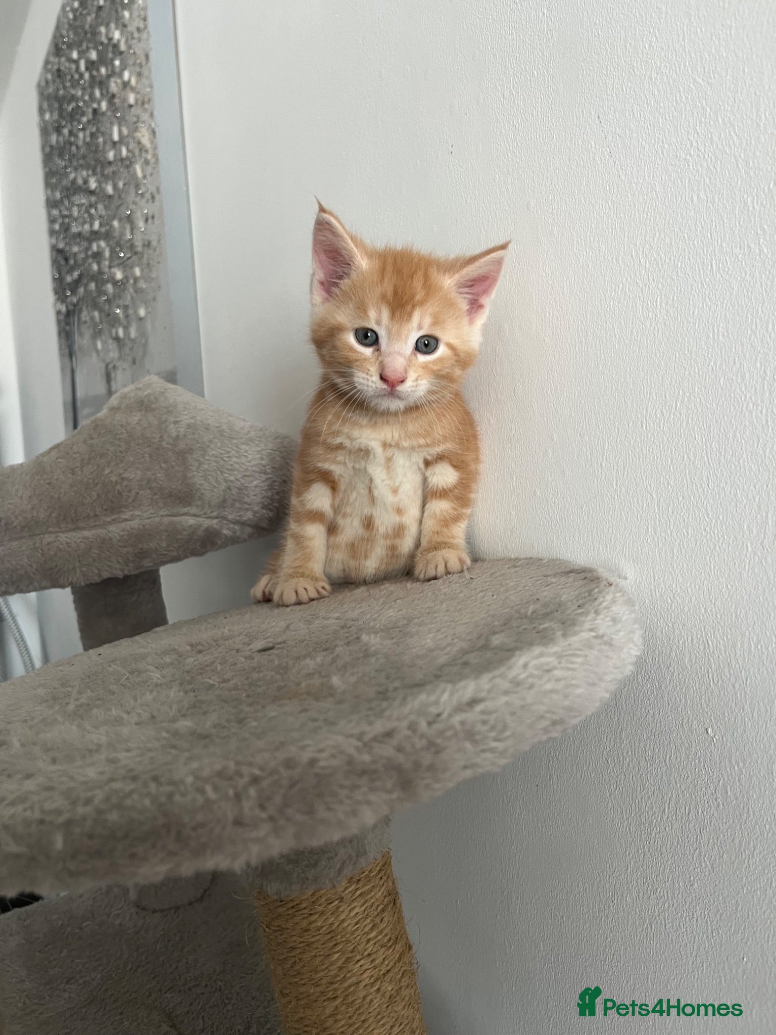 Mixed Breed cats 2Maine Coon Cross Male Kittens Need Loving Homes . - Advert 2