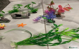 Catfish fish for sale: Fish tank with temperature fish  - Image 7