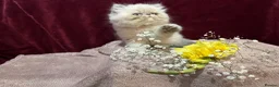 Persian cats for sale: 3 CHEEKY COLOURPOINT PERSIAN BOYS (READY FRI 17TH) - Advert 11