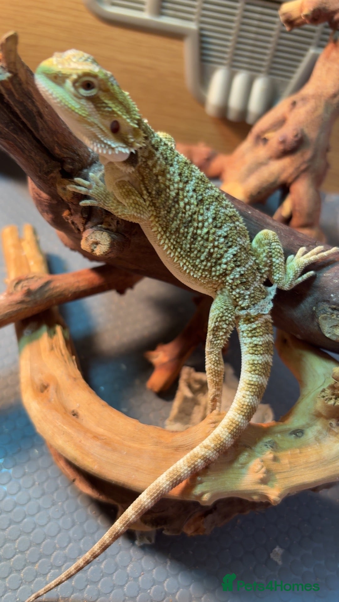 Bearded Dragon reptiles Beautiful leatherback babies last 3 - Advert 5