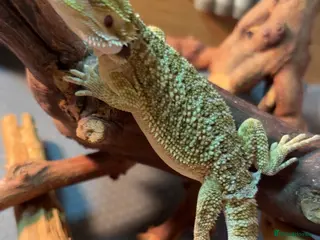 Bearded Dragon reptiles Beautiful leatherback babies last 3 - Advert 5