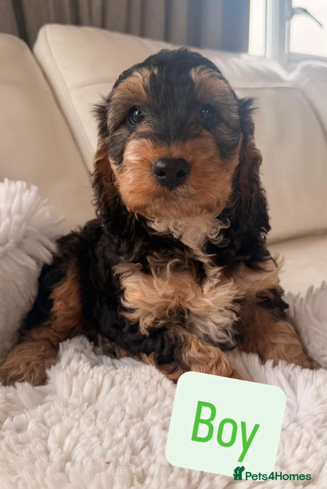 Cockapoo dogs for sale: Gorgeous F1 Cockapoo’s  - Advert 10